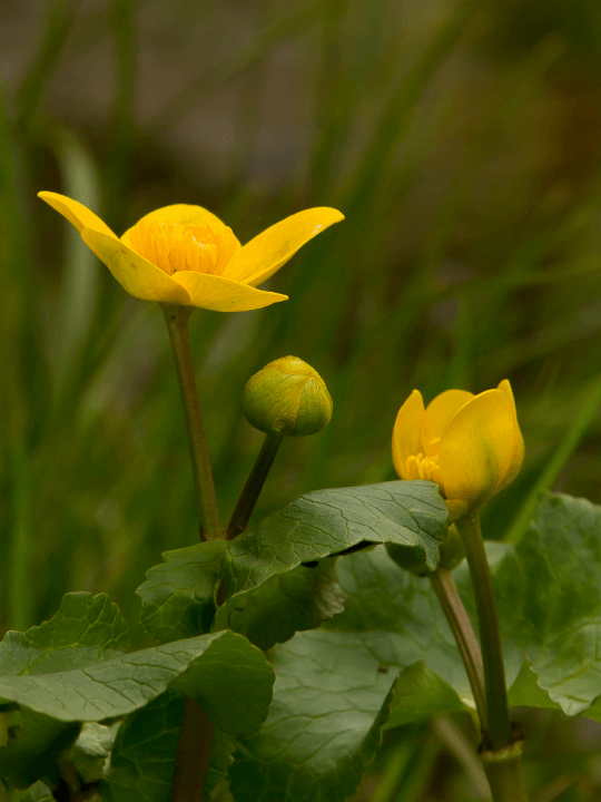 Caltha palustris